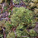 Image of Green shield moss