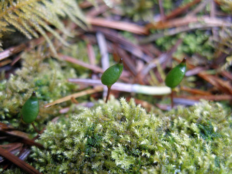 Image of Green shield moss