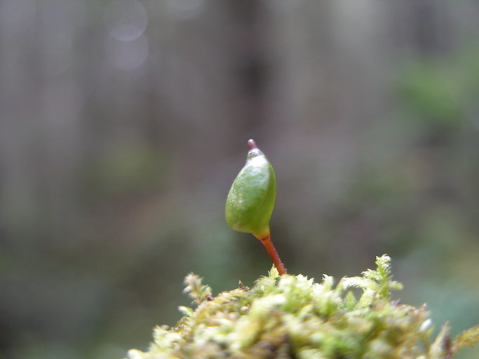 Image of buxbaumia moss