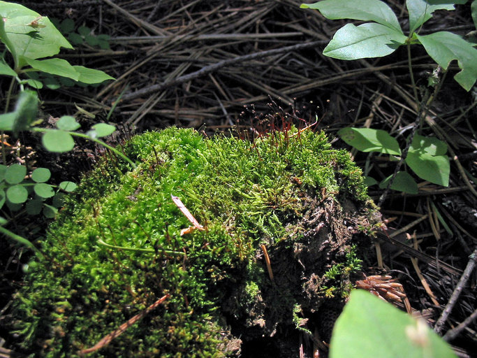 Image of serrate dung moss