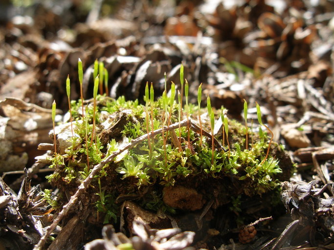 Image of Black fruited stink moss