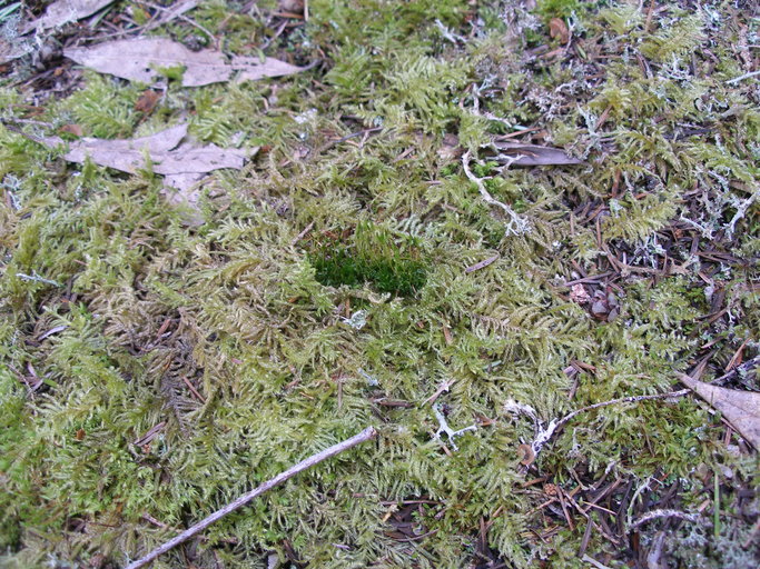 Image of entireleaf nitrogen moss
