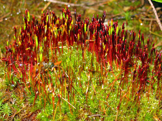 Image of Black fruited stink moss