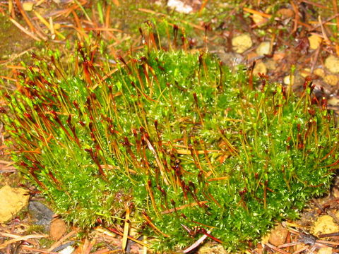 Image of Black fruited stink moss