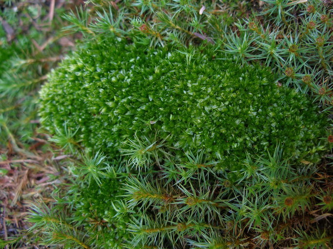 Image of Black fruited stink moss