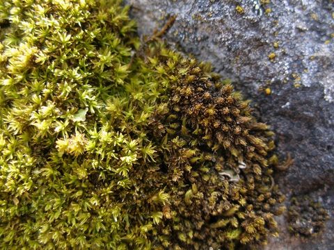 Image of grimmia dry rock moss