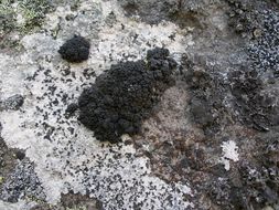 Image of Pringle's rim lichen