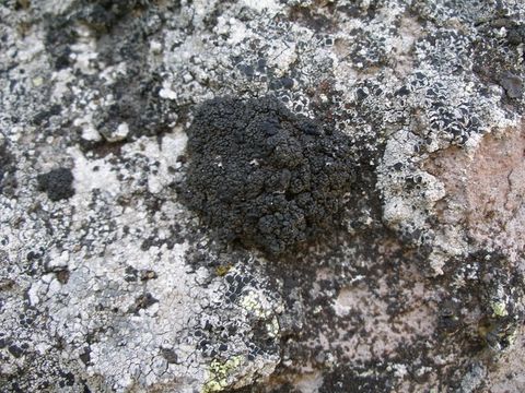 Image of Pringle's rim lichen