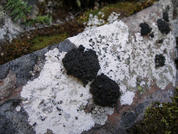 Image of Pringle's rim lichen