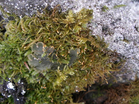 Image of plagiothecium moss