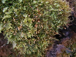 Image of plagiothecium moss