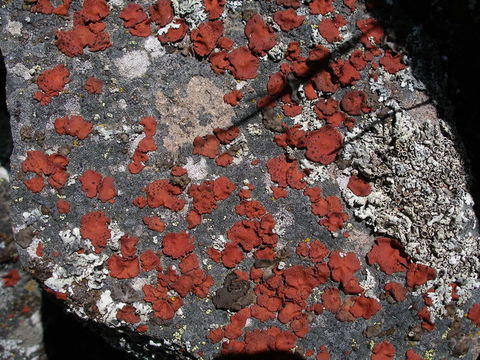 Image of <i>Umbilicaria phaea</i> var. <i>coccinea</i>