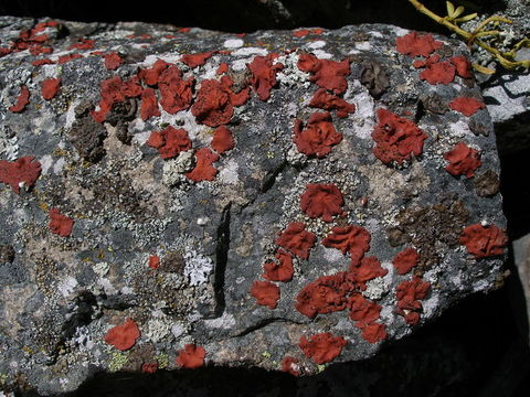 Image of <i>Umbilicaria phaea</i> var. <i>coccinea</i>