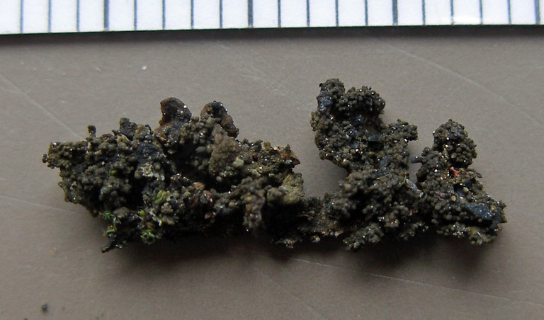 Image of undulate jelly lichen