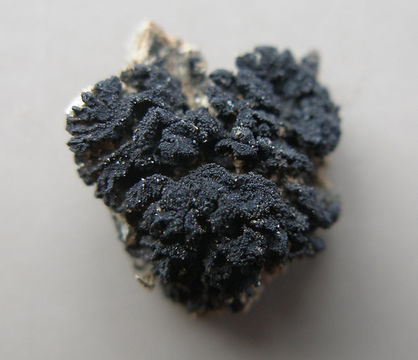 Image of skin lichen