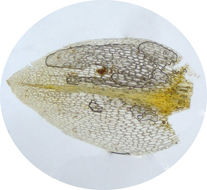 Image of obtuseleaf pohlia moss
