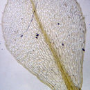 Image of splachnum dung moss