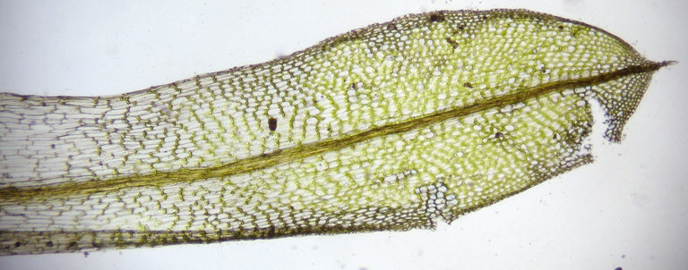 Plancia ëd Tortula mucronifolia Schwaegrichen 1811