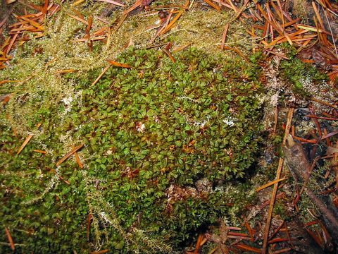 Image of wideleaf crumia moss