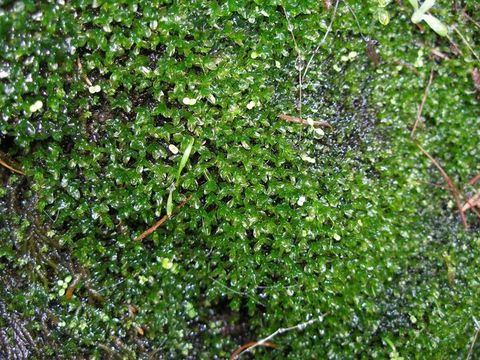 Crumia latifolia W. B. Schofield 1966的圖片