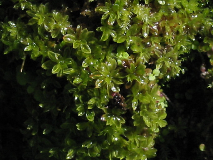 Image of wideleaf crumia moss