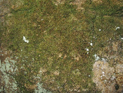 Image of fabronia moss