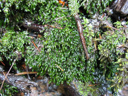 Image of largeleaf fissidens moss