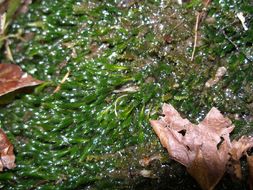 Image of largeleaf fissidens moss