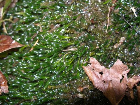 Image of largeleaf fissidens moss