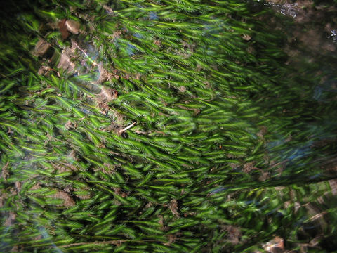 Image of largeleaf fissidens moss