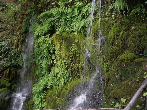 Image of largeleaf fissidens moss