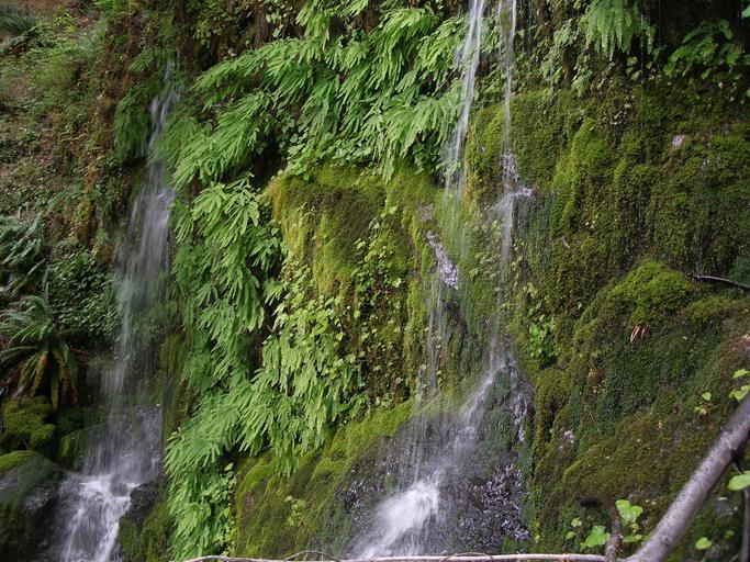 Image of largeleaf fissidens moss