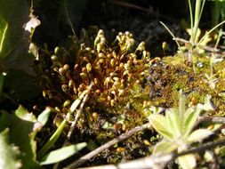 Image of American funaria moss