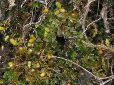 Image of <i>Funaria muhlenbergii</i>