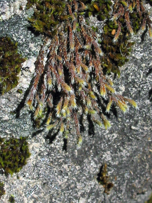 Image of Hedwigia stellata Hedenäs 1994