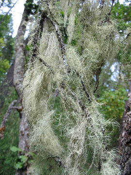 Image of Angel's hair