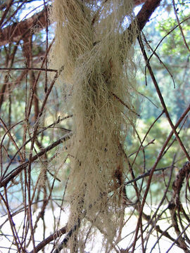 Image of Angel's hair