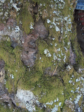 Image of pterigynandrum moss