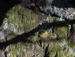 Image of pterigynandrum moss