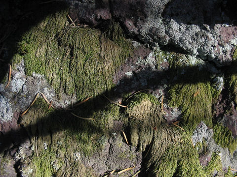 Image of pterigynandrum moss