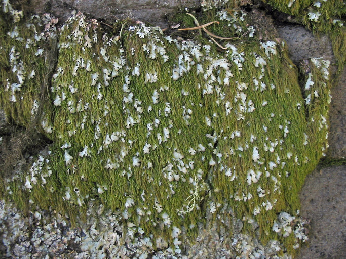 Image of pterigynandrum moss