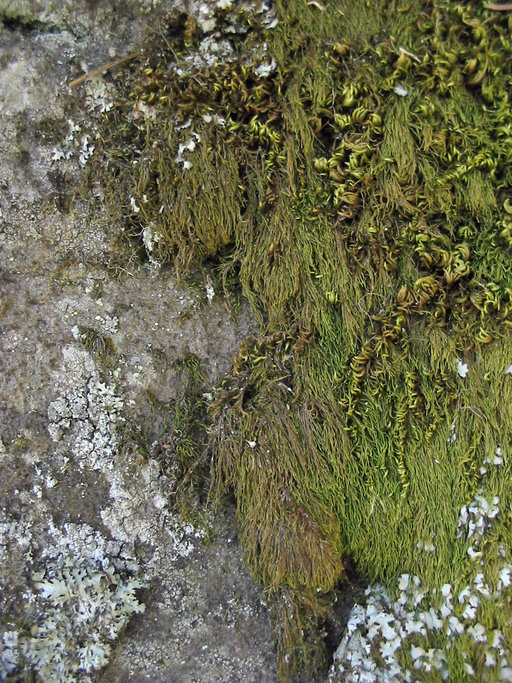 Image of pterigynandrum moss