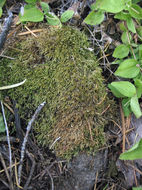 Image of pterigynandrum moss