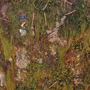 Image of pterigynandrum moss