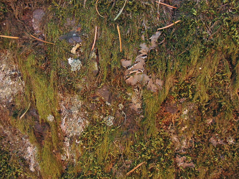 Image of pterigynandrum moss