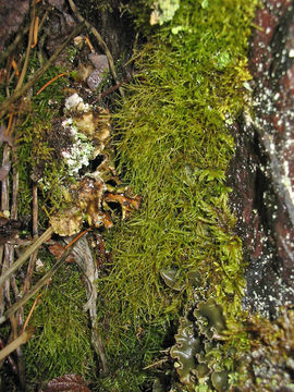 Image of tripterocladium moss