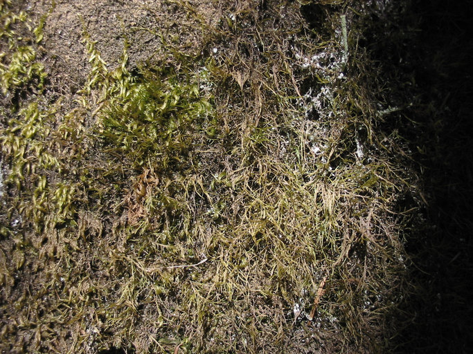 Image of tripterocladium moss