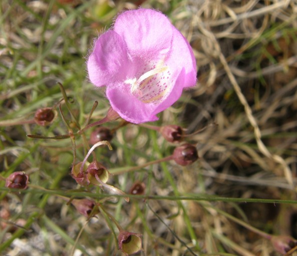 Image de Agalinis peduncularis (Benth.) Pennell