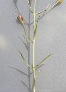 Image of Agalinis peduncularis (Benth.) Pennell