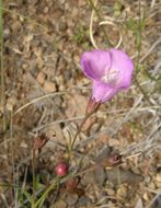 Image of Agalinis peduncularis (Benth.) Pennell